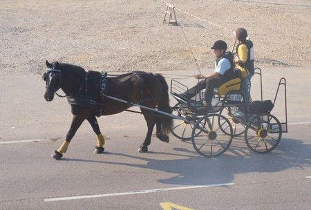 A un saut d'cheval de la maison (photos) : attention, ça mouille ! 011