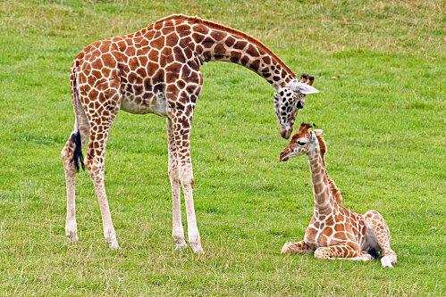 girafe-copie-1.jpg