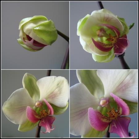 Evolution d'une fleur d'orchidée