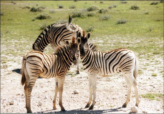 Parc Etosha en Namibie