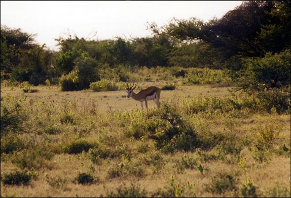 Parc Etosha en Namibie