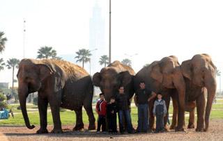 Maroc: éléphants bloqués: l'UE fixe les conditions du retour