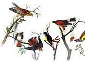 Doodle Audubon