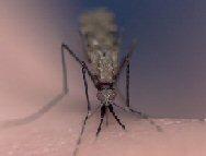 8.7 Million Treated Nets to be Distributed To Fight Against Malaria