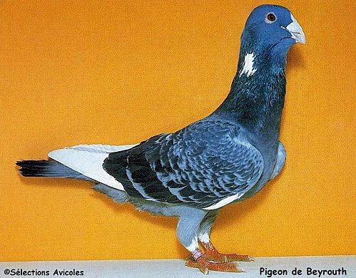 Pigeon de Beyrouth