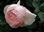 Roses, scalp pissenlit...