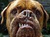 Bon chien