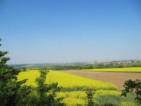 À Faulquemont, une marche sous le soleil ! Des champs autour de Faulquemont