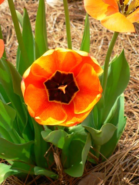 Jardins de Biltmore Estate  2011: Tulipes