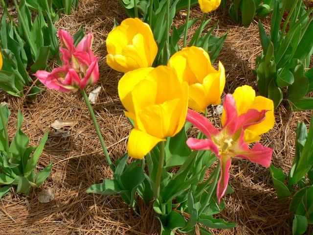 Jardins de Biltmore Estate  2011: Tulipes