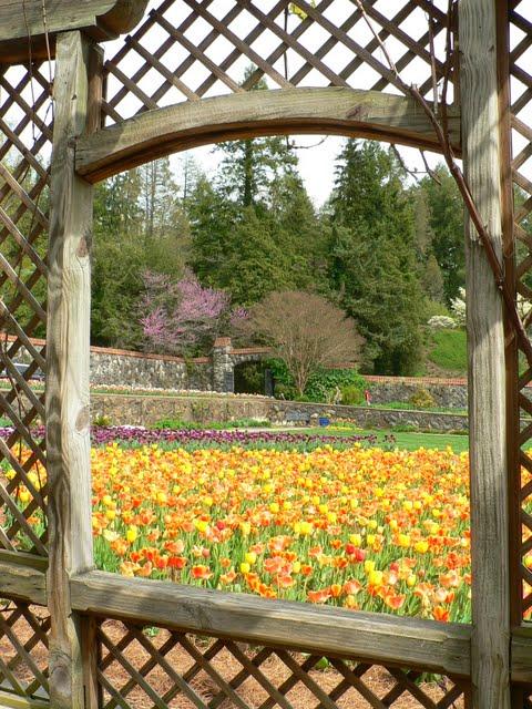 Jardins de Biltmore Estate  2011: Tulipes
