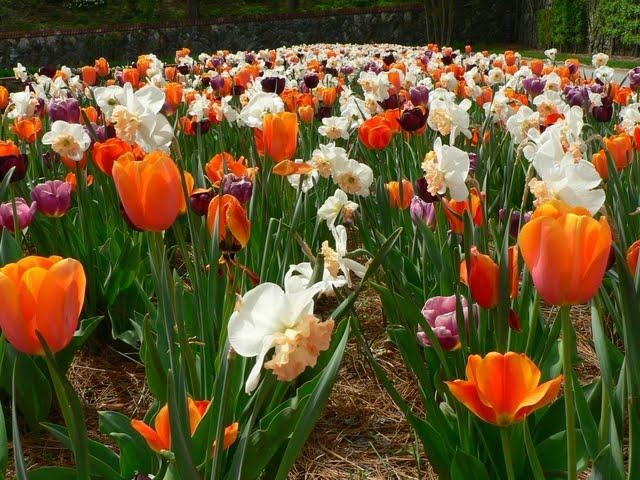 Jardins de Biltmore Estate  2011: Tulipes