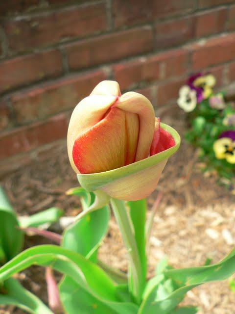 Jardins de Biltmore Estate  2011: Tulipes
