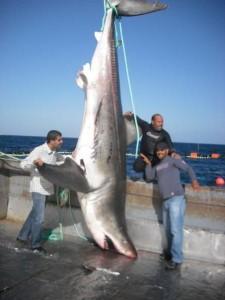 Requin pêché à Teboulba en Tunisie : Requin blanc ou Requin Mako ?