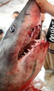 Requin Tunisie Teboulba Crédit Photo Jawhra FM