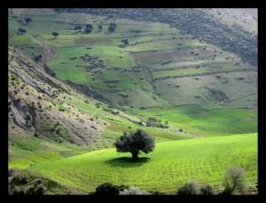 Oued Zitoune