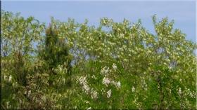 Forêt, marécage et plage [1]