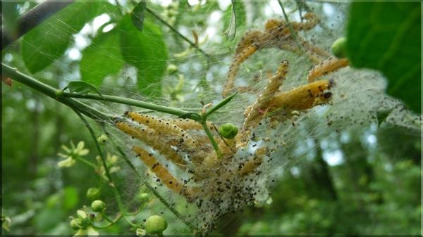 Forêt, marécage et plage [1]