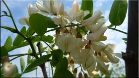 Forêt, marécage et plage [1]