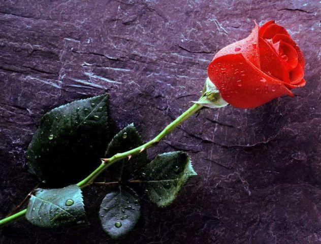 Blog de snorounanne : Mon Éditorial, La rose rouge désignait... (article 99)