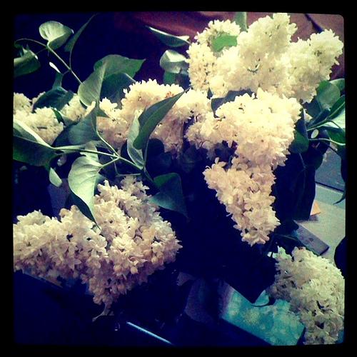 Bouquet de lilas blanc