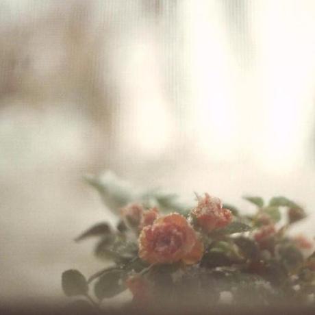 Sea Oleena: Sleepless Fever - MP3/EP Streaming
La Canadienne Sea...