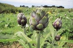 Finistère. Les entreprises, l'autre façon de faire du tourisme