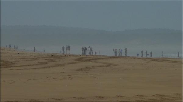 Forêt, marécage et plage [4]