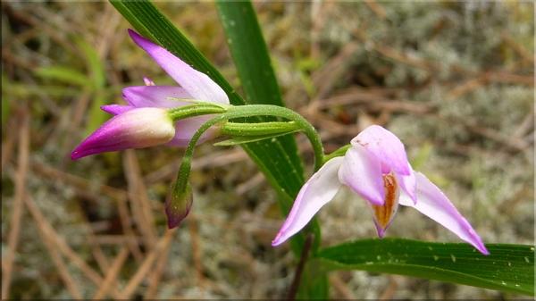 Forêt, marécage et plage [3]
