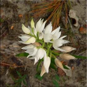 Forêt, marécage et plage [3]
