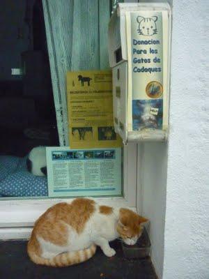 On recherche la mémé aux chats