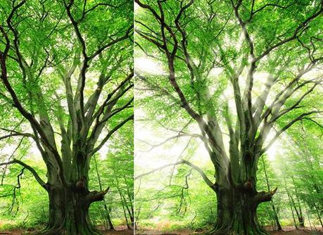 Photoshop : Les rayons de soleil dans les arbres