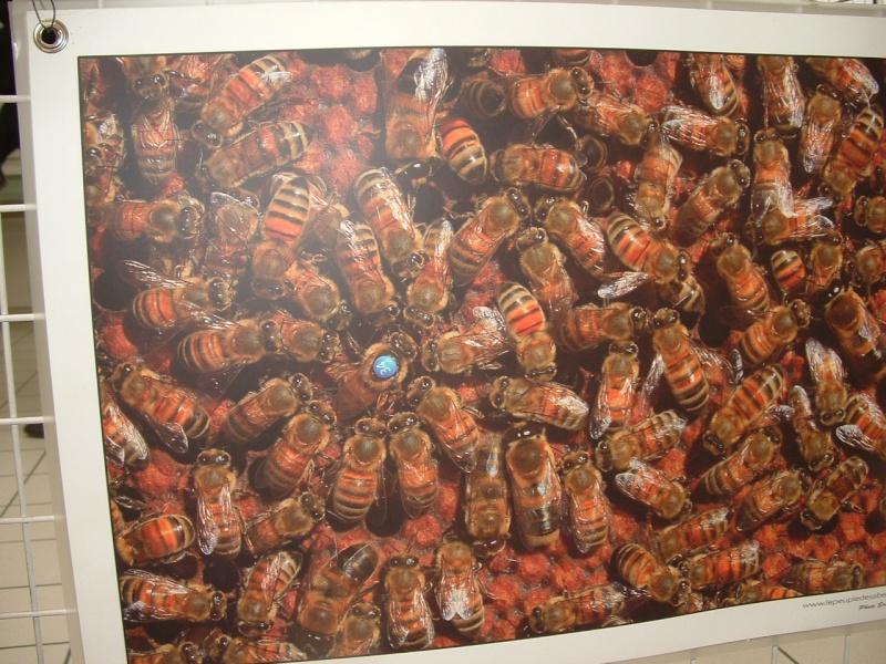 Image hébergée par servimg.com