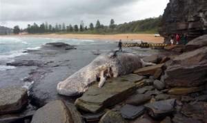 Cachalot Syndey Australie AFP