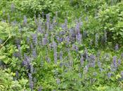 Couvre-sol, Ajuga Glechoma