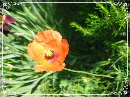 coquelicot