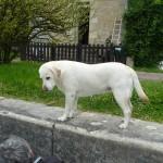 Nivernais_mai2010 (68)