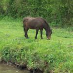 Nivernais_mai2010 (20)