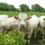 Nivernais_mai2010 (44)