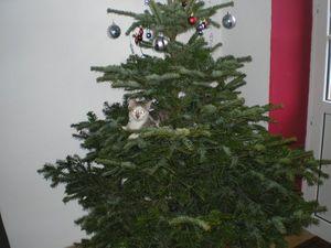 15160_1313913086955_1204505582_952523_1660469_n