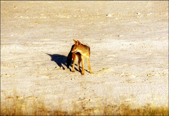D’autres animaux au parc Etosha en Namibie