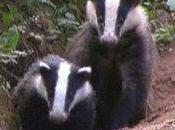 racaille talus ivre sang