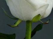 nouvelle rose blanche: "Après-ski"