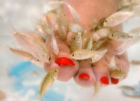 Une femme se fait manger les peaux mortes des pieds par des poissons aux Etats-Unis, en septembre 2008 (Larry Downing/Reuters)