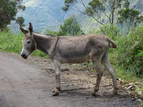 Ane équatorien Ane équatorien