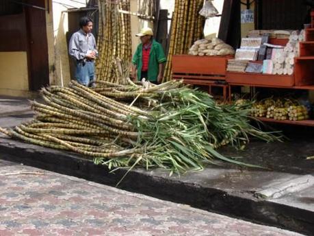 Canne à Sucre Canne à Sucre Equateur