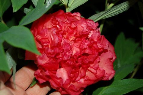 pivoine-arbuste-rouge