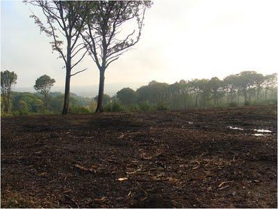 Forêt de Montmorency en danger