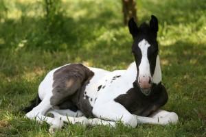 Blog cheval [ Passion Equitation ] – Quizz galop 1