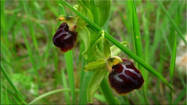 Forêt, marécage et plage [5]